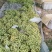 敦煌无核白葡萄大量上市了，欢迎各位老板前来收购，无核白葡