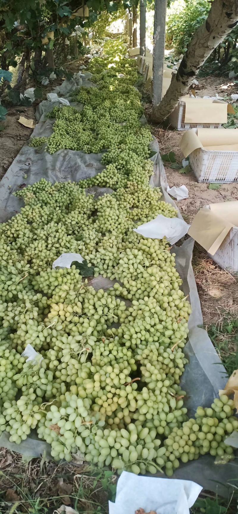 敦煌无核白葡萄大量上市了，欢迎各位老板前来收购，无核白葡