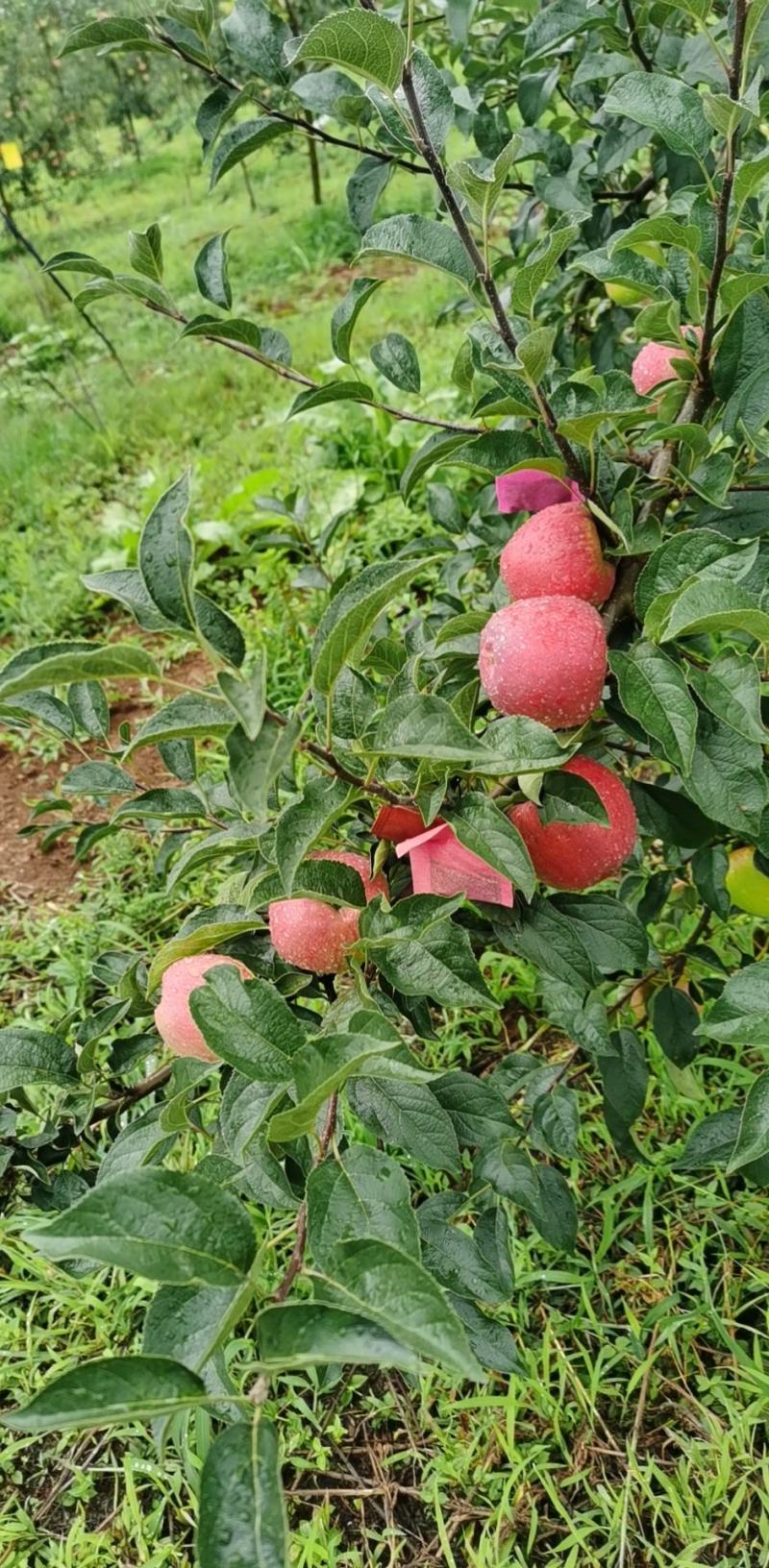 昭通鲁甸苹果红露现货