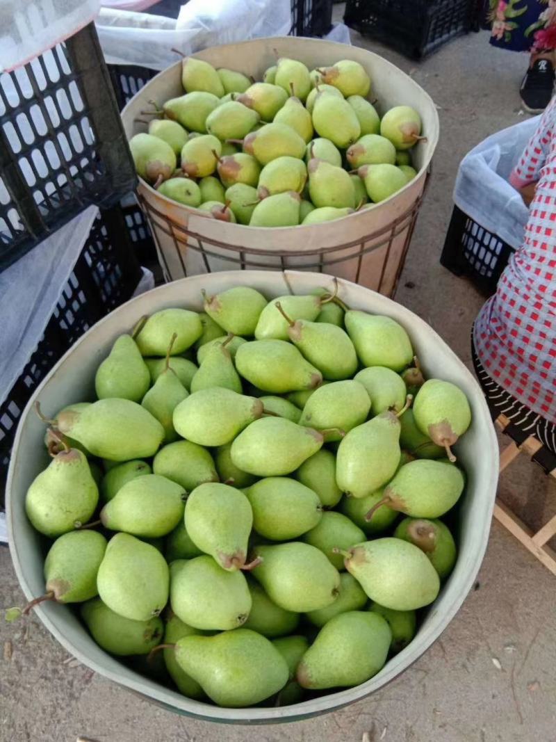 绥中茄梨7大量上市需要老板联系