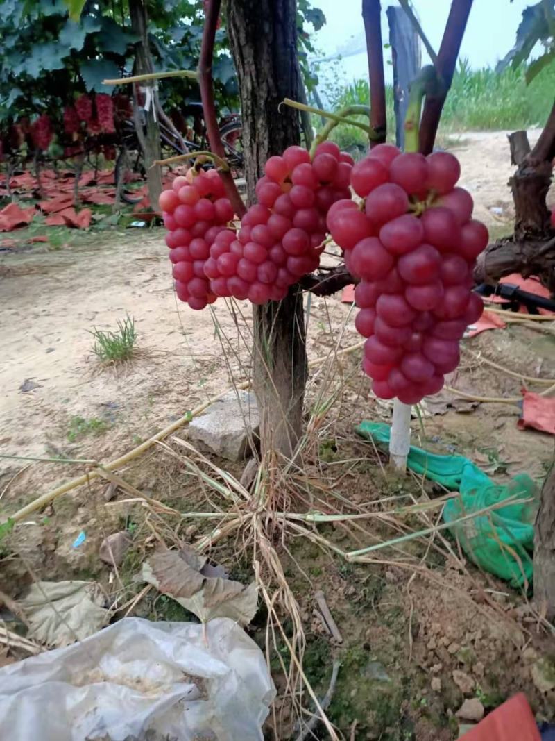 巨峰葡萄