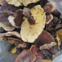 灵芝，也生灵芝，1斤包邮，大量批发供应
