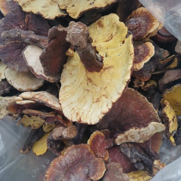 灵芝，也生灵芝，1斤包邮，大量批发供应