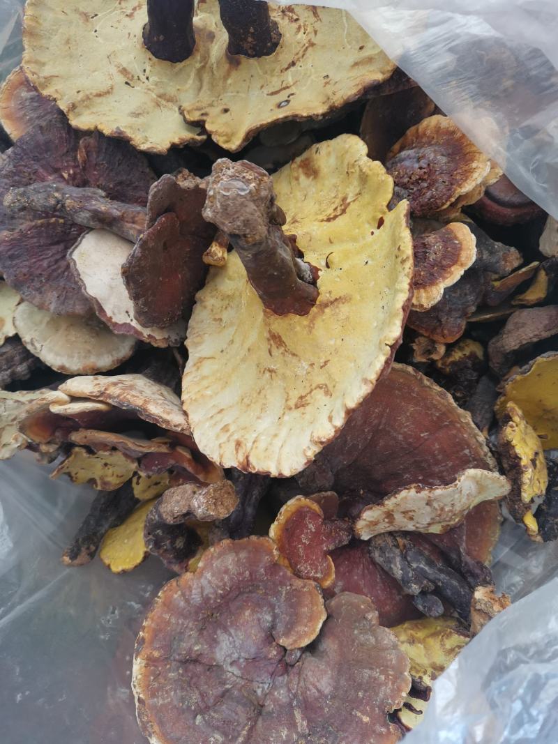 灵芝，也生灵芝，1斤包邮，大量批发供应