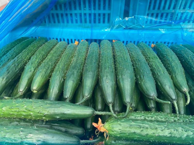 黄瓜