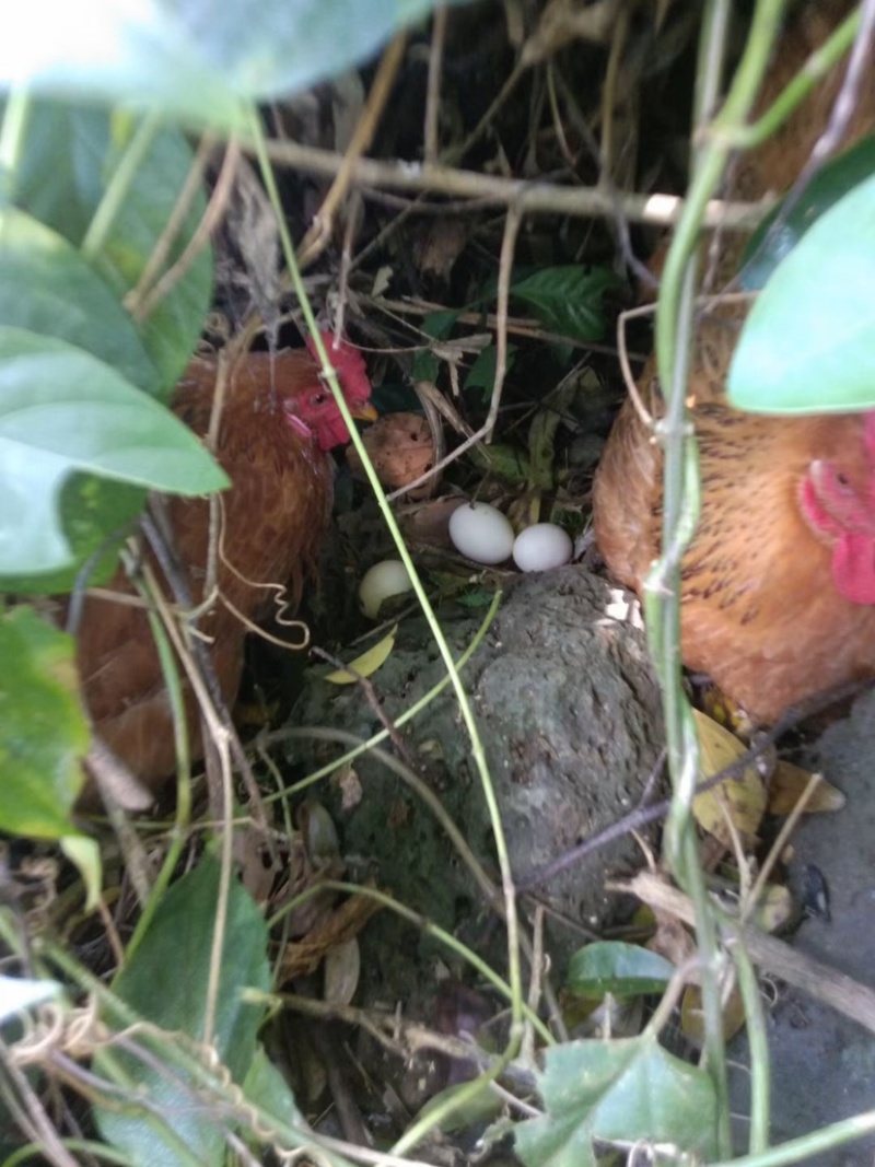 林地散养母鸡，阉鸡。