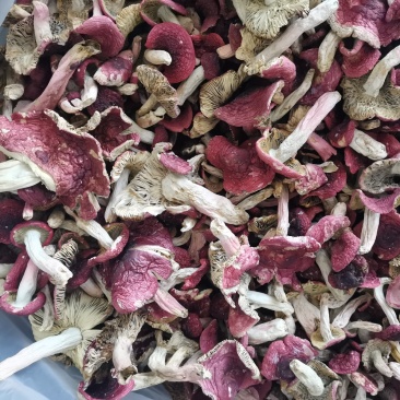 红菇，胭脂红，2斤包邮
