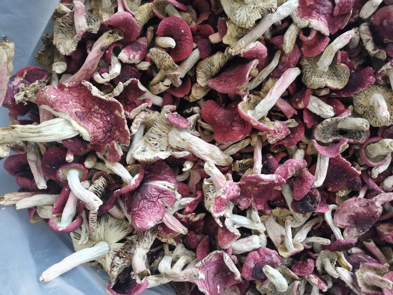 红菇，胭脂红，2斤包邮