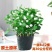 茉莉花带花苞盆栽重瓣浓香型好养易活客厅阳台四季开花卉净化