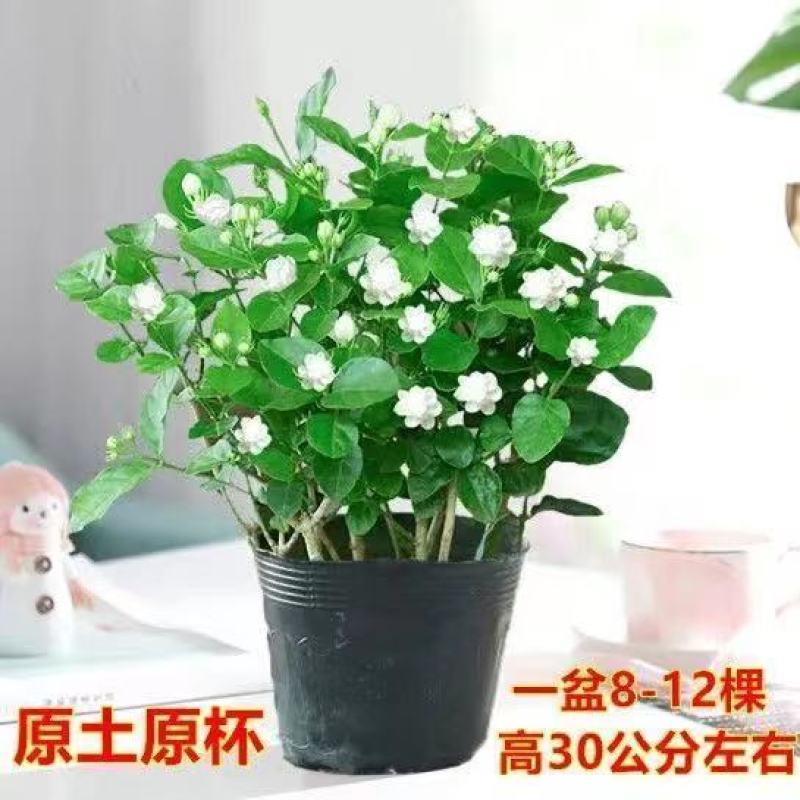 茉莉花带花苞盆栽重瓣浓香型好养易活客厅阳台四季开花卉净化