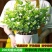 茉莉花带花苞盆栽重瓣浓香型好养易活客厅阳台四季开花卉净化