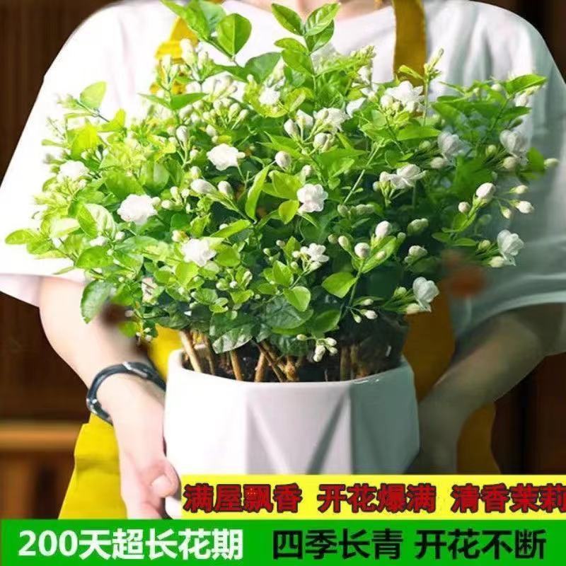 茉莉花带花苞盆栽重瓣浓香型好养易活客厅阳台四季开花卉净化
