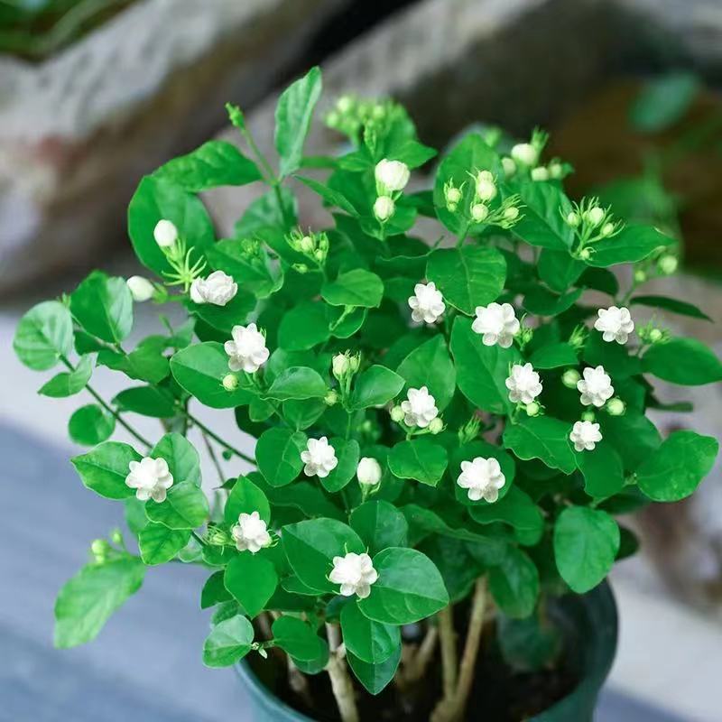 茉莉花带花苞盆栽重瓣浓香型好养易活客厅阳台四季开花卉净化