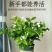 茉莉花带花苞盆栽重瓣浓香型好养易活客厅阳台四季开花卉净化