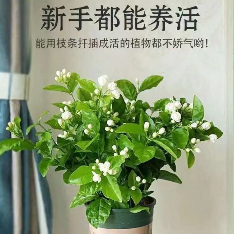 茉莉花带花苞盆栽重瓣浓香型好养易活客厅阳台四季开花卉净化