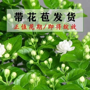 茉莉花带花苞盆栽重瓣浓香型好养易活客厅阳台四季开花卉净化