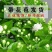 茉莉花带花苞盆栽重瓣浓香型好养易活客厅阳台四季开花卉净化