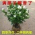茉莉花带花苞盆栽重瓣浓香型好养易活客厅阳台四季开花卉净化