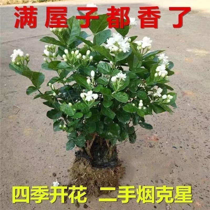 茉莉花带花苞盆栽重瓣浓香型好养易活客厅阳台四季开花卉净化