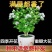 茉莉花带花苞盆栽重瓣浓香型好养易活客厅阳台四季开花卉净化