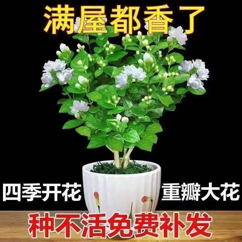 茉莉花带花苞盆栽重瓣浓香型好养易活客厅阳台四季开花卉净化