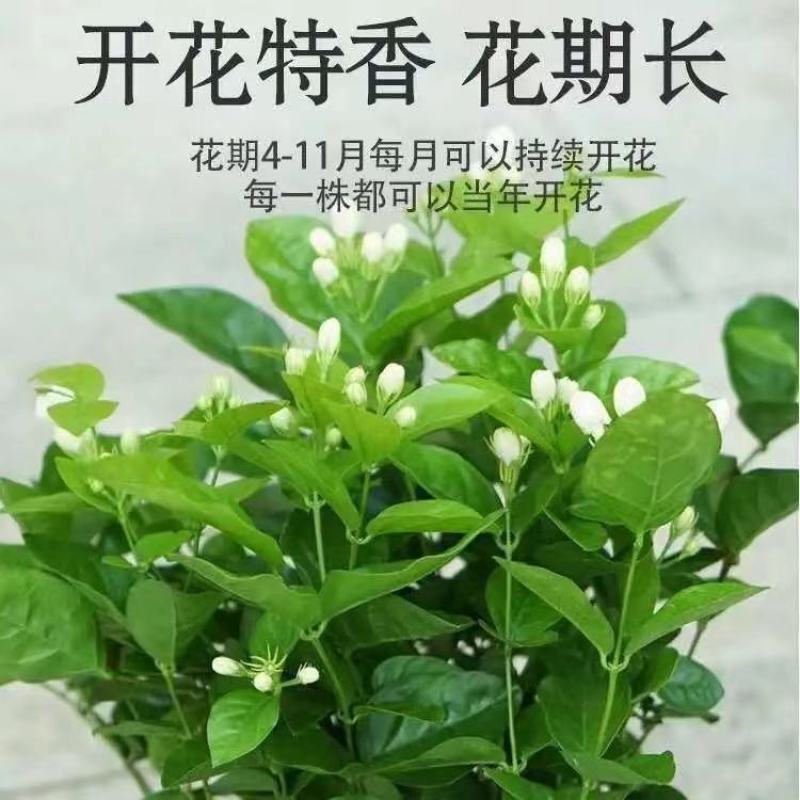 茉莉花带花苞盆栽重瓣浓香型好养易活客厅阳台四季开花卉净化
