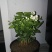 茉莉花带花苞盆栽重瓣浓香型好养易活客厅阳台四季开花卉净化