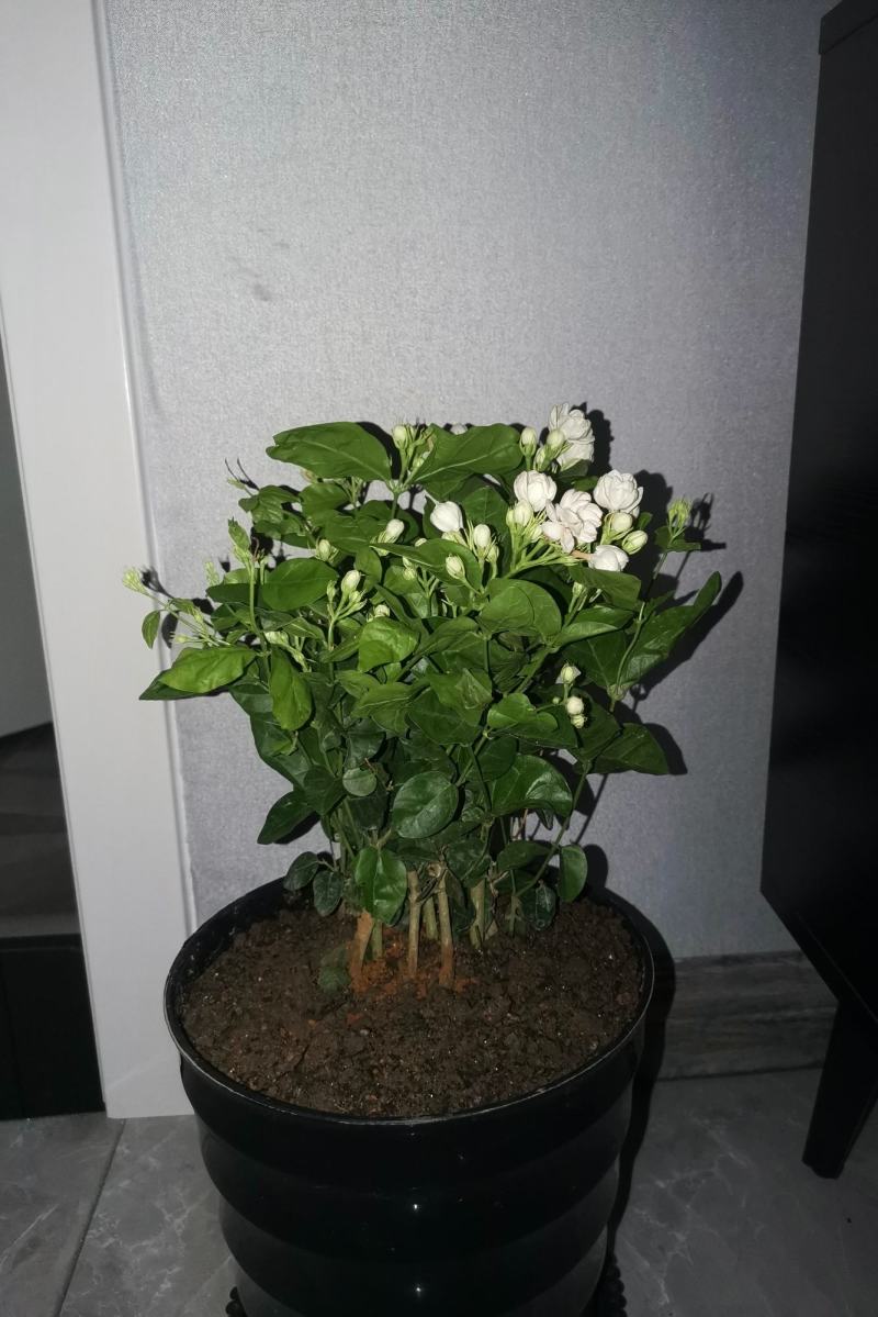茉莉花带花苞盆栽重瓣浓香型好养易活客厅阳台四季开花卉净化