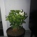 茉莉花带花苞盆栽重瓣浓香型好养易活客厅阳台四季开花卉净化