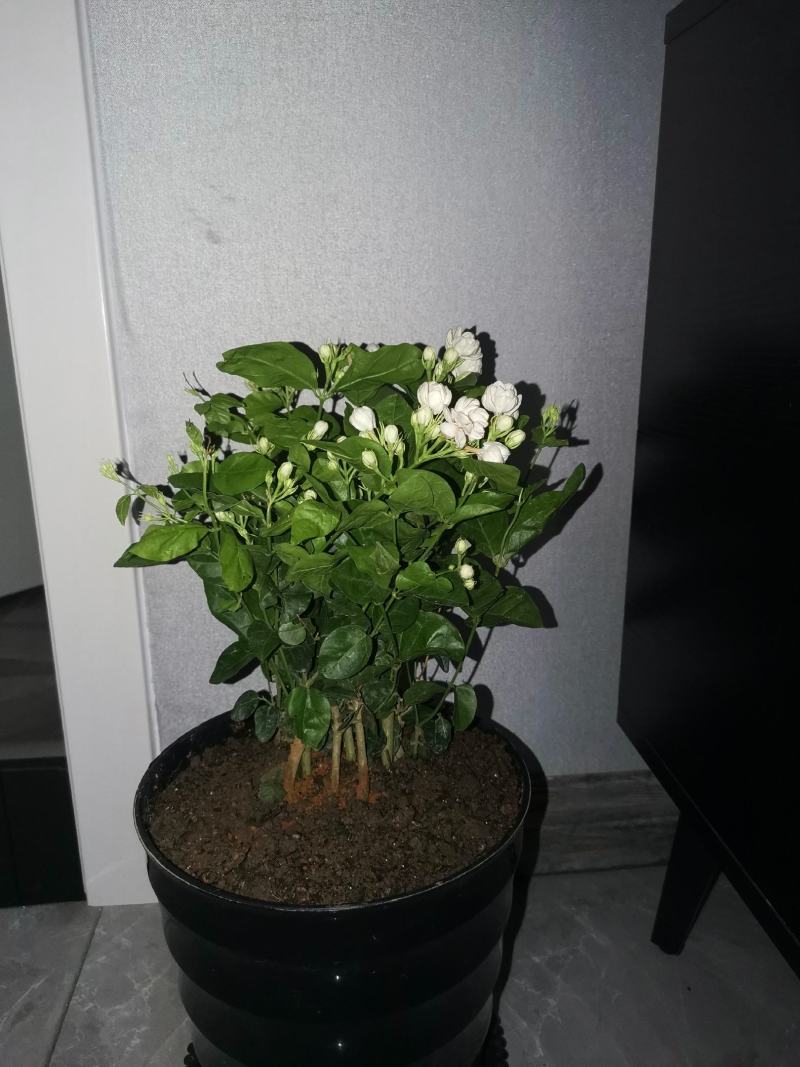 茉莉花带花苞盆栽重瓣浓香型好养易活客厅阳台四季开花卉净化