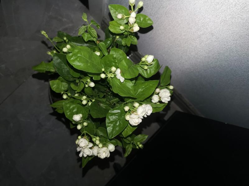 茉莉花带花苞盆栽重瓣浓香型好养易活客厅阳台四季开花卉净化
