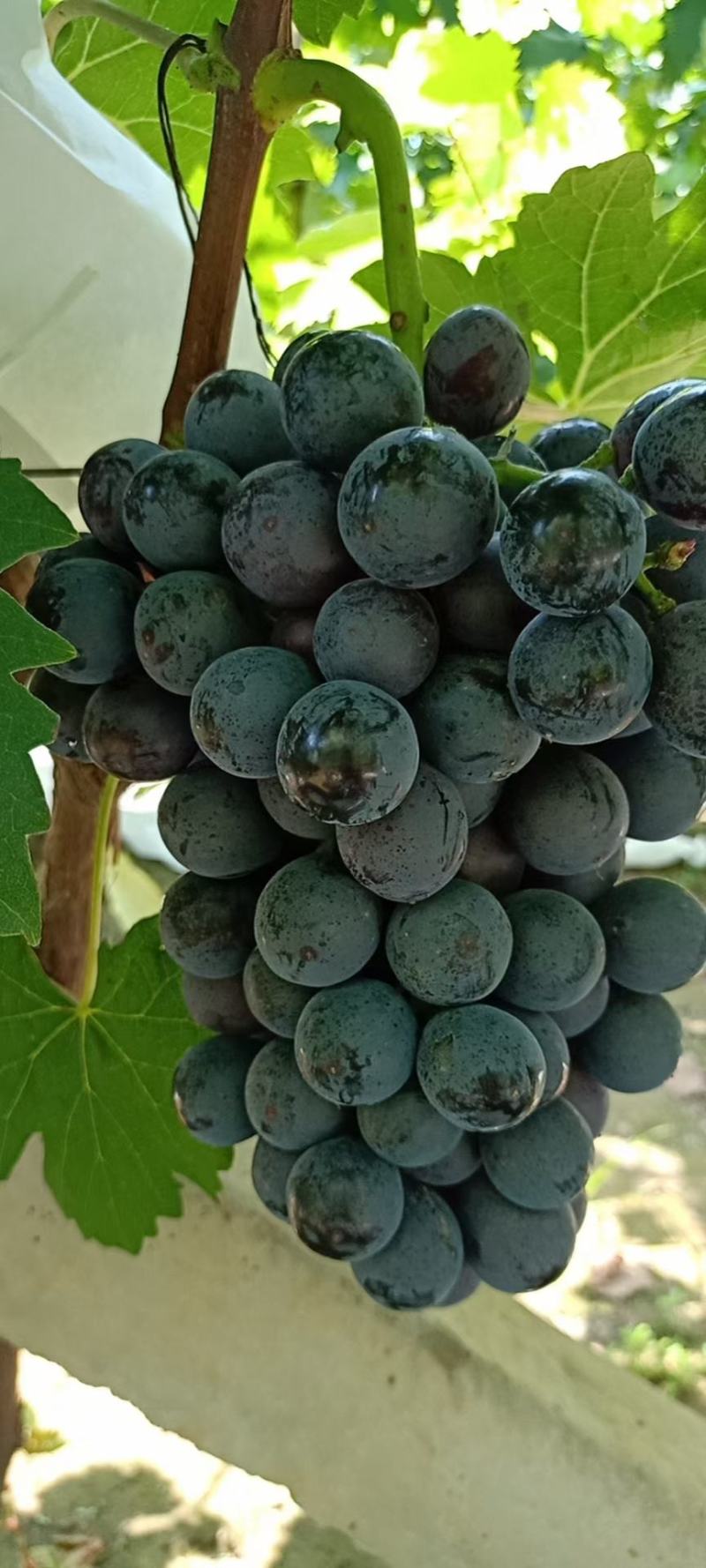 河北威县套夏黑葡萄大量上市