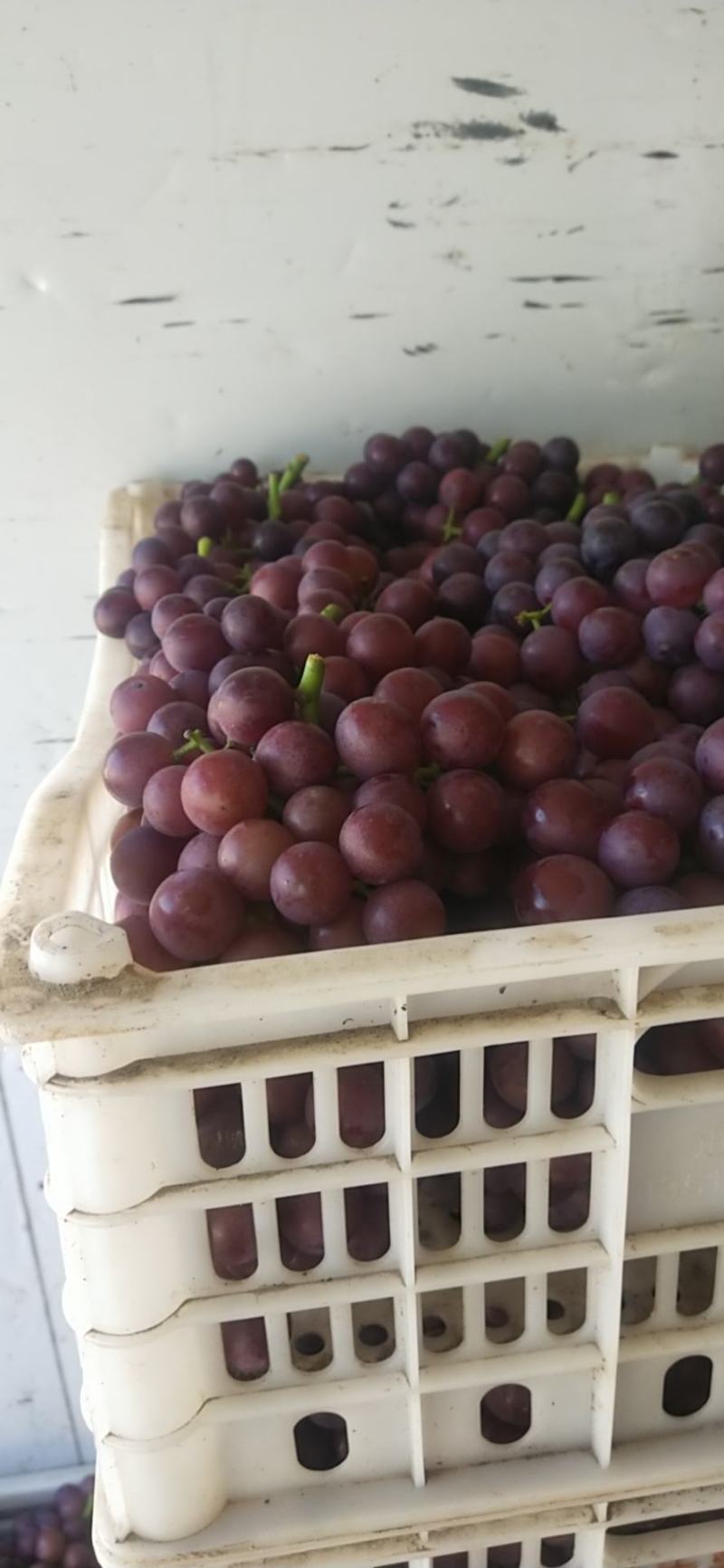 河北威县套夏黑葡萄大量上市