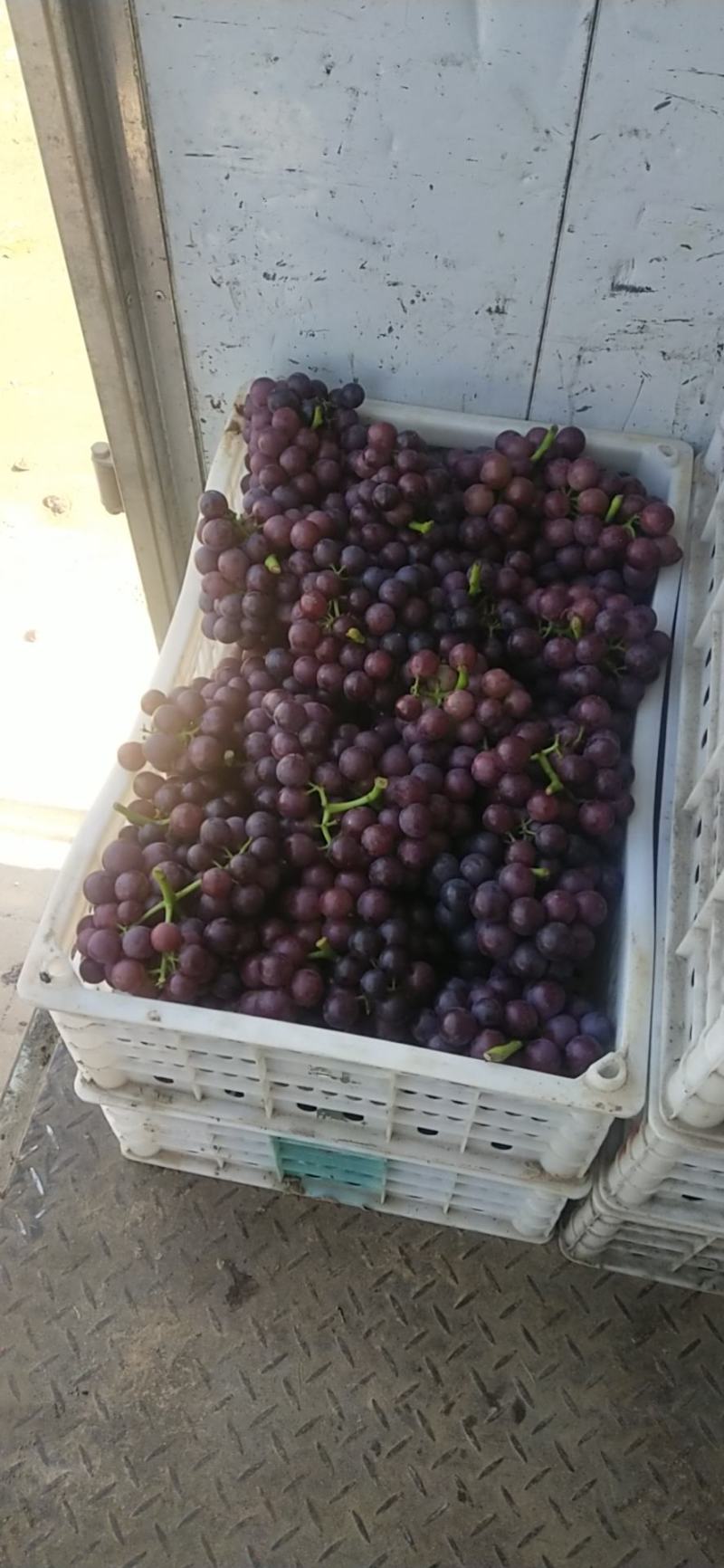 河北威县套夏黑葡萄大量上市