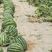 【减灾助农河南加油】美都西瓜，标准花大棚种植，味美瓜甜