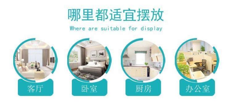 金边吊兰金心吊兰青叶吊兰盆栽绿植吸收甲醛进化空气四季绿植