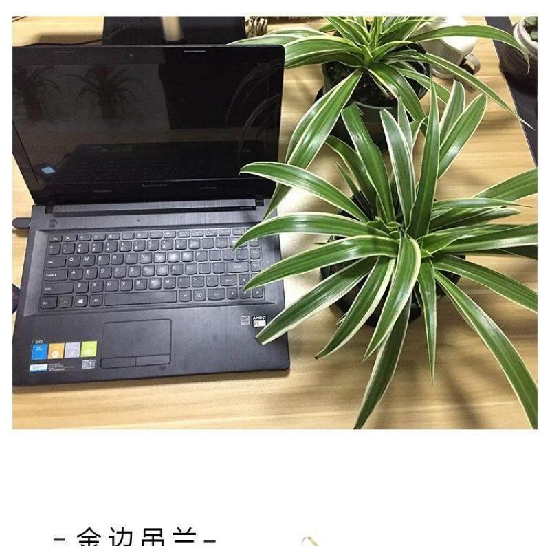 金边吊兰金心吊兰青叶吊兰盆栽绿植吸收甲醛进化空气四季绿植