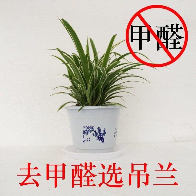 金边吊兰金心吊兰青叶吊兰盆栽绿植吸收甲醛进化空气四季绿植