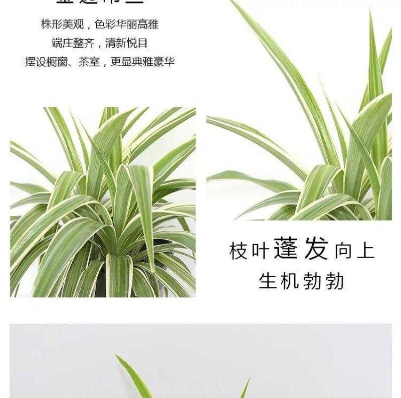 金边吊兰金心吊兰青叶吊兰盆栽绿植吸收甲醛进化空气四季绿植