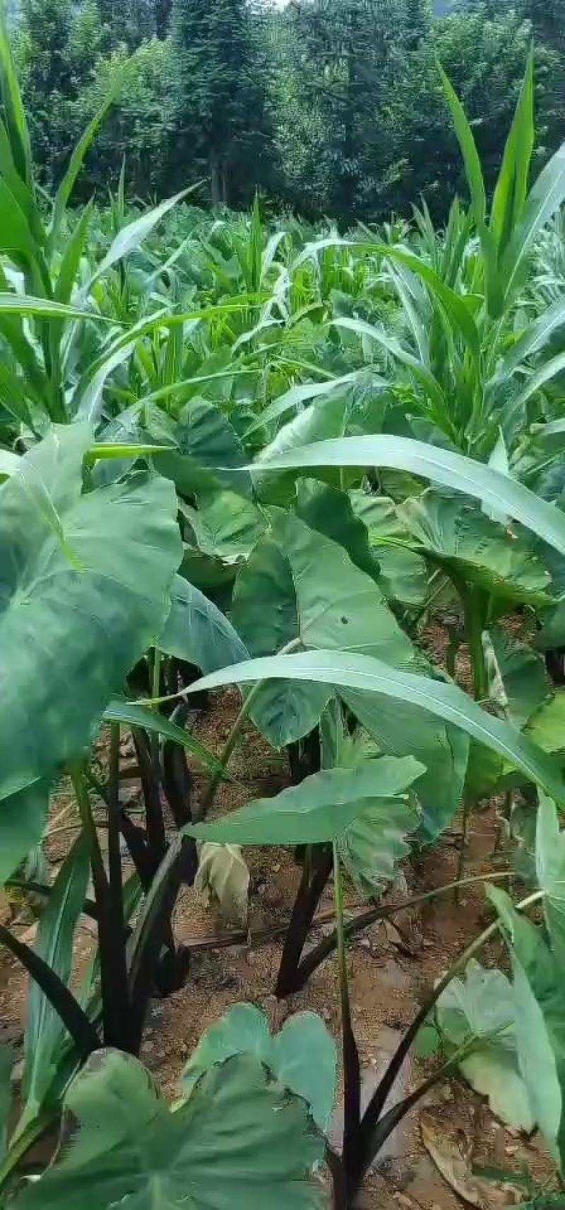 芋头
