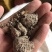 蓖麻饼厂家法进口蓖麻粕肥料专治根线虫地下害虫