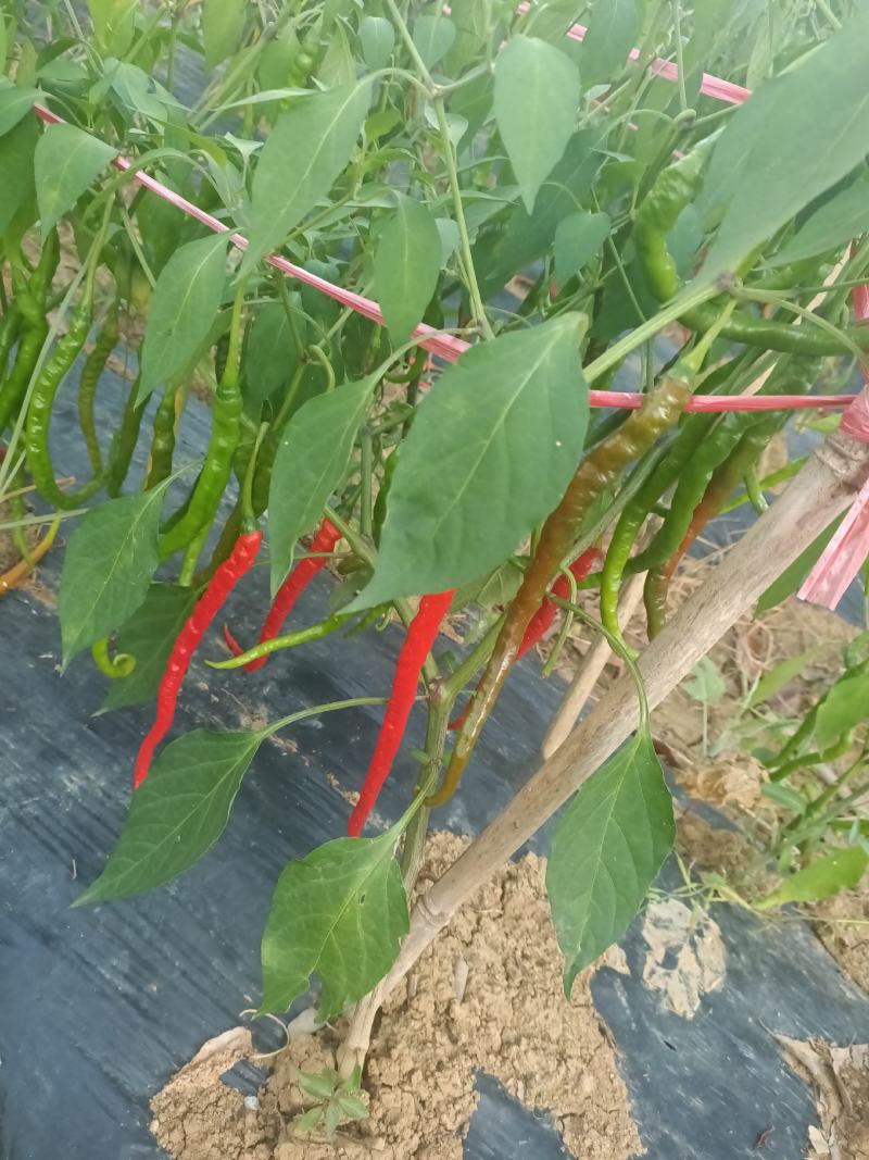 红辣椒大上市需要的老板联系