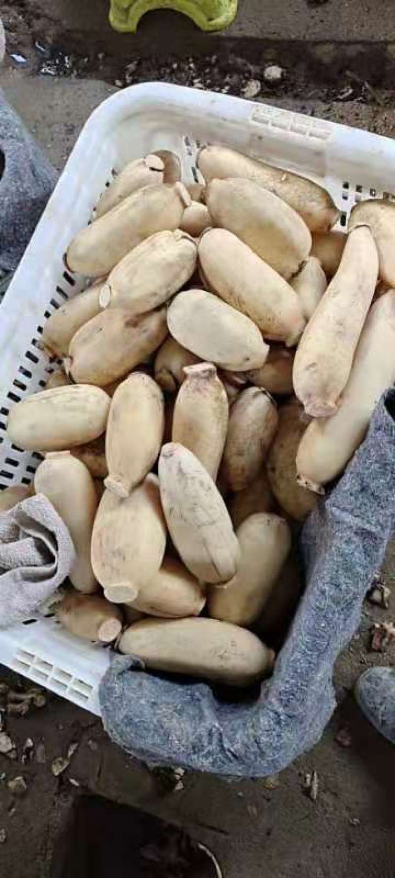 大量供应真空包装藕，正规公司。