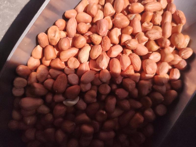 【精品】白沙花生米，产地直发无坏果，颗粒饱满，全国供应