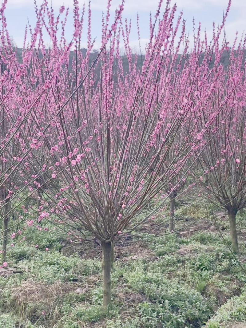 8公分骨里红红梅，骨里红梅10公分价格，山西梅花基地