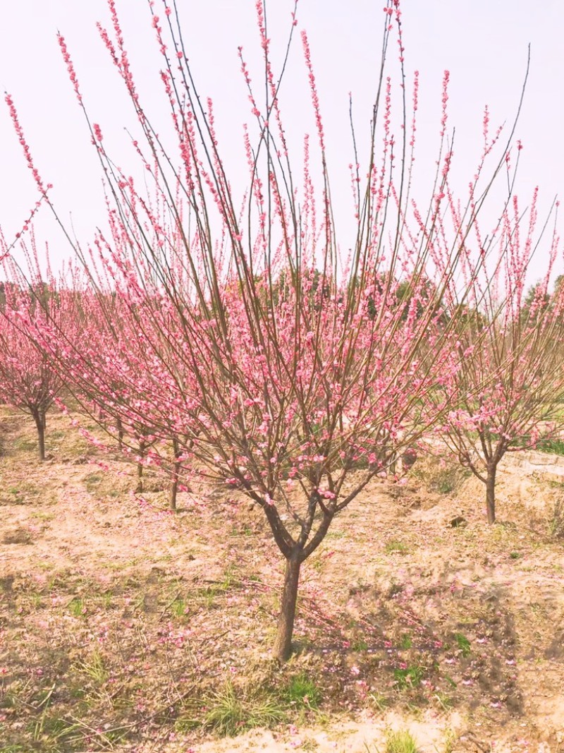 8公分骨里红红梅，骨里红梅10公分价格，山西梅花基地