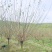 8公分骨里红红梅，骨里红梅10公分价格，山西梅花基地