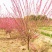 8公分骨里红红梅，骨里红梅10公分价格，山西梅花基地