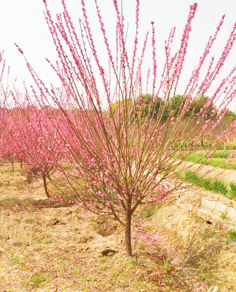 8公分骨里红红梅，骨里红梅10公分价格，山西梅花基地