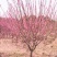 8公分骨里红红梅，骨里红梅10公分价格，山西梅花基地